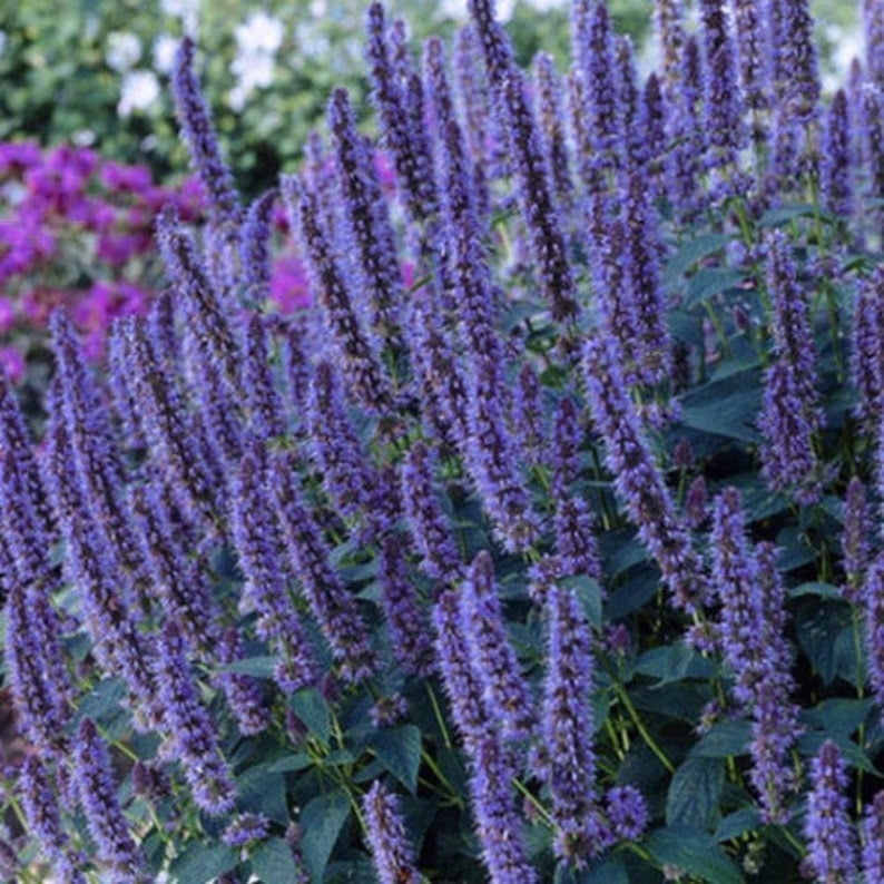 30 Blue Hyssop Seeds Flower and Herb Seeds for Asian Garden and Containers