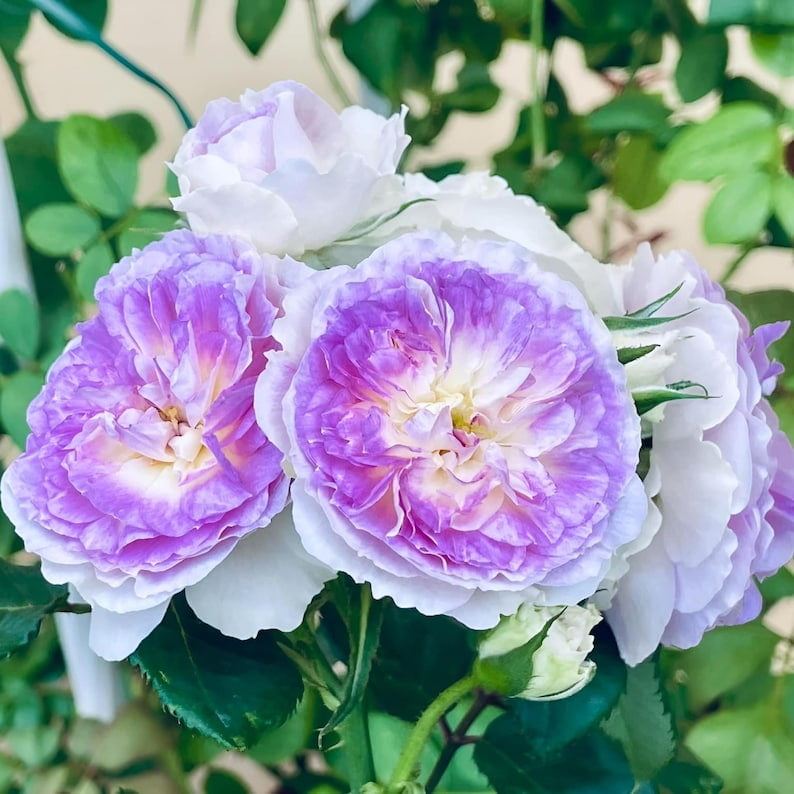 30 Blue Moonstone Rose Seeds - Perennial Flowering Non- Heirloom Roses for Spring to Fall Blooms