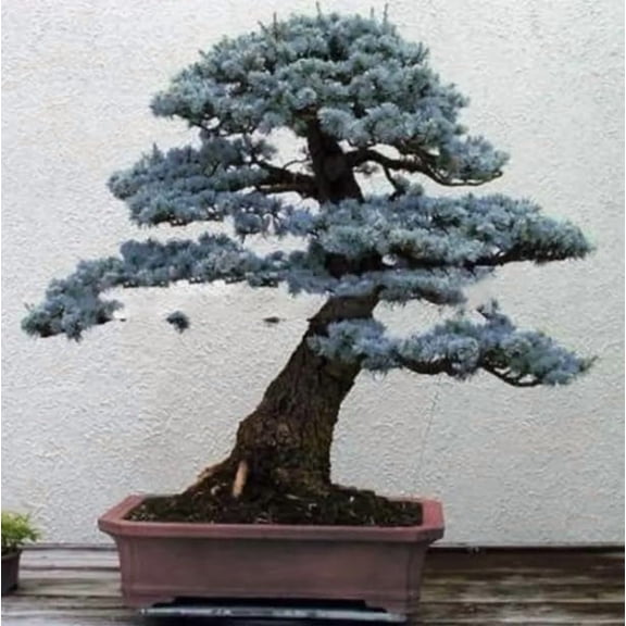 30 Blue Spruce Bonsai Tree Seeds for Planting