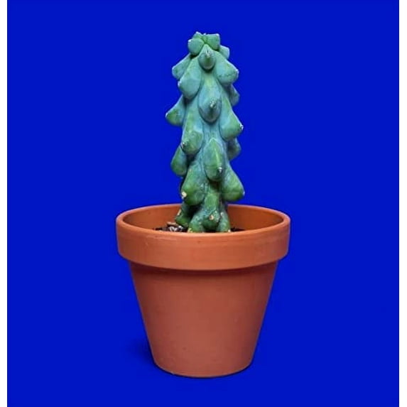 30 Boob Cactus Seeds - Myrtillocactus geometrizans - Exotic Succulent Seeds