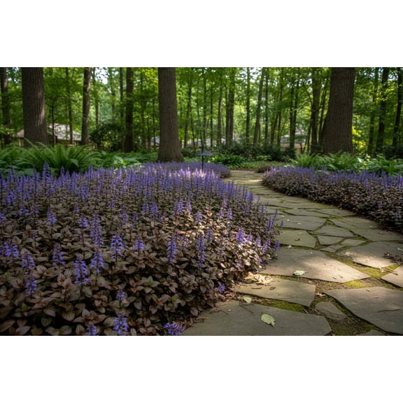 30 Bulk Perennial Ajuga Chocolate Chip Bugleweed Landscape Plants Flowers Herbs - Deer Resistant - Ground Cover - Pollinator - Zone 4