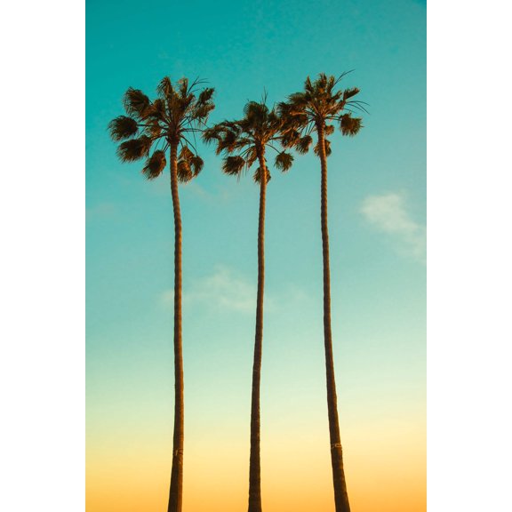 30 CALIFORNIA FAN PALM Tree Petticoat Arizona Desert Washingtonia Filifera Seeds