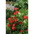 thumbnail image 1 of 30 CARDINAL CLIMBER VINE Ipomea Quamoclit Red Flower Seeds, 1 of 11