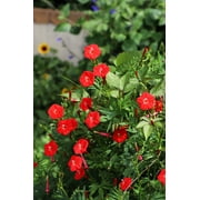 30 CARDINAL CLIMBER VINE Ipomea Quamoclit Red Flower Seeds