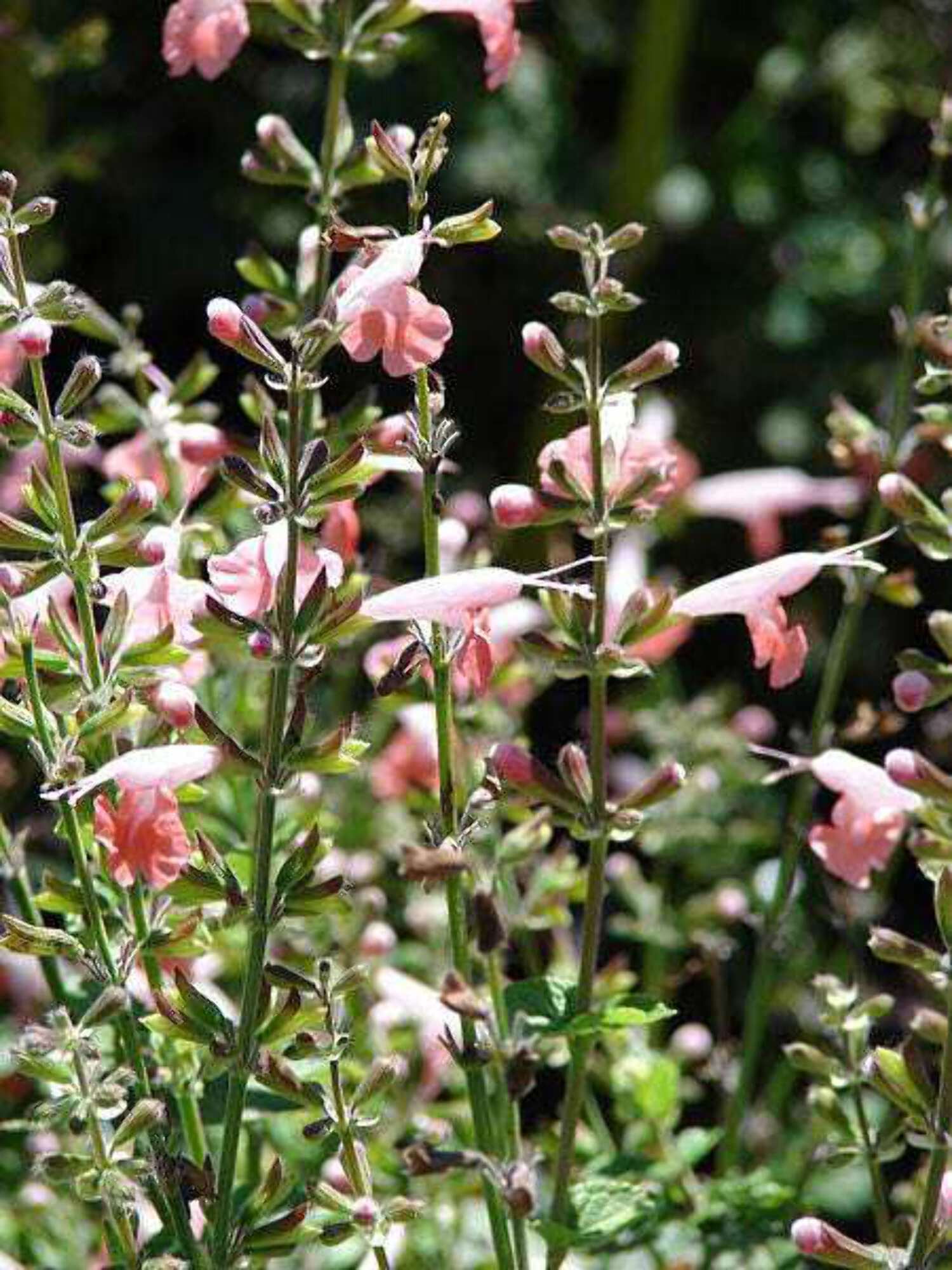 30 CORAL NYMPH SALVIA Coccinea Hummingbird Sage Flower Seeds - Walmart.com