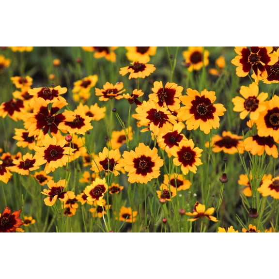30 COSMIDIUM BRUNETTE Burridgeanum Greenthread Flower Seeds