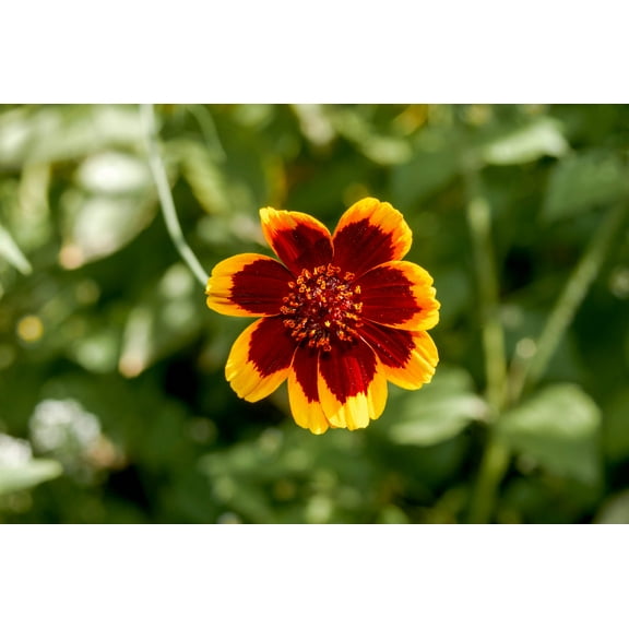 30 COSMIDIUM BRUNETTE Burridgeanum Greenthread Flower Seeds