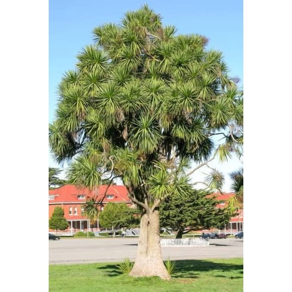 30 Cabbage Palm Tree Seeds for Planting - Cordyline Australis