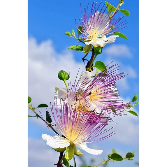 CZ Grain 30 Caper Bush Plant Seeds, Attractive Flowers
