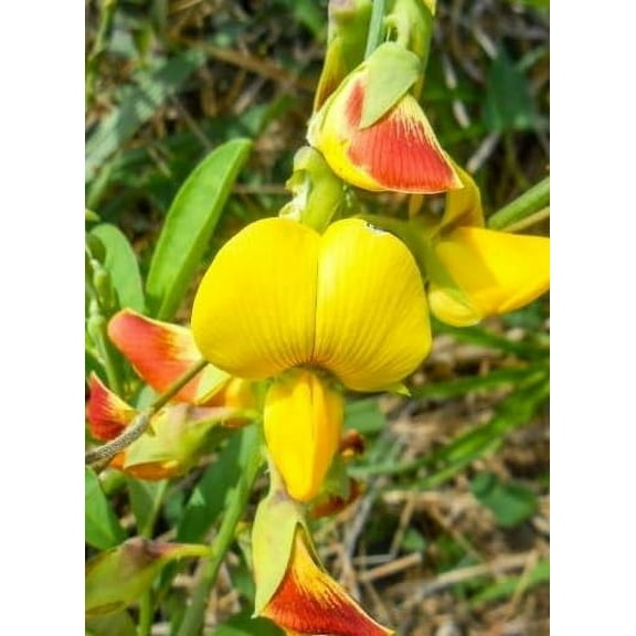 30 Cats Bell Flower Seeds for Planting - Crotalaria spectabilis