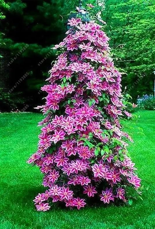 30 Clematis Flowering Vine Seeds for Planting