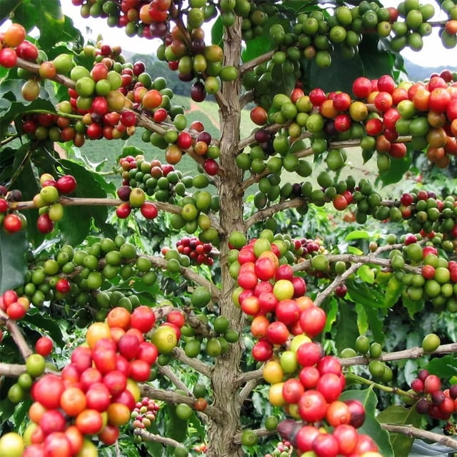 30+ Coffee Seeds For Planting - Walmart Business Supplies