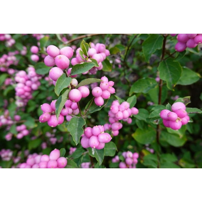 kamerian Māra BERRY BERRY PINK ソフビ kamerian Māra BERRY BERRY