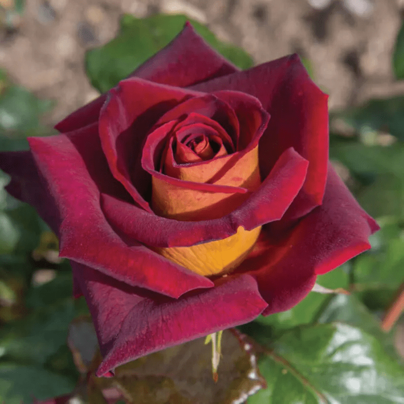 30 Dark Night Hybrid Tea Rose Seeds
