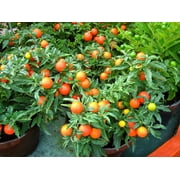 30 Dwarf Cherry TOMATO TINY TIM Solanum Lycoperscium Red Fruit Seeds