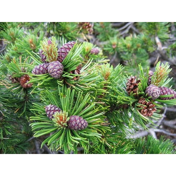 30 Dwarf Mugo Pine Tree Seeds - Pinus mugo pumilio