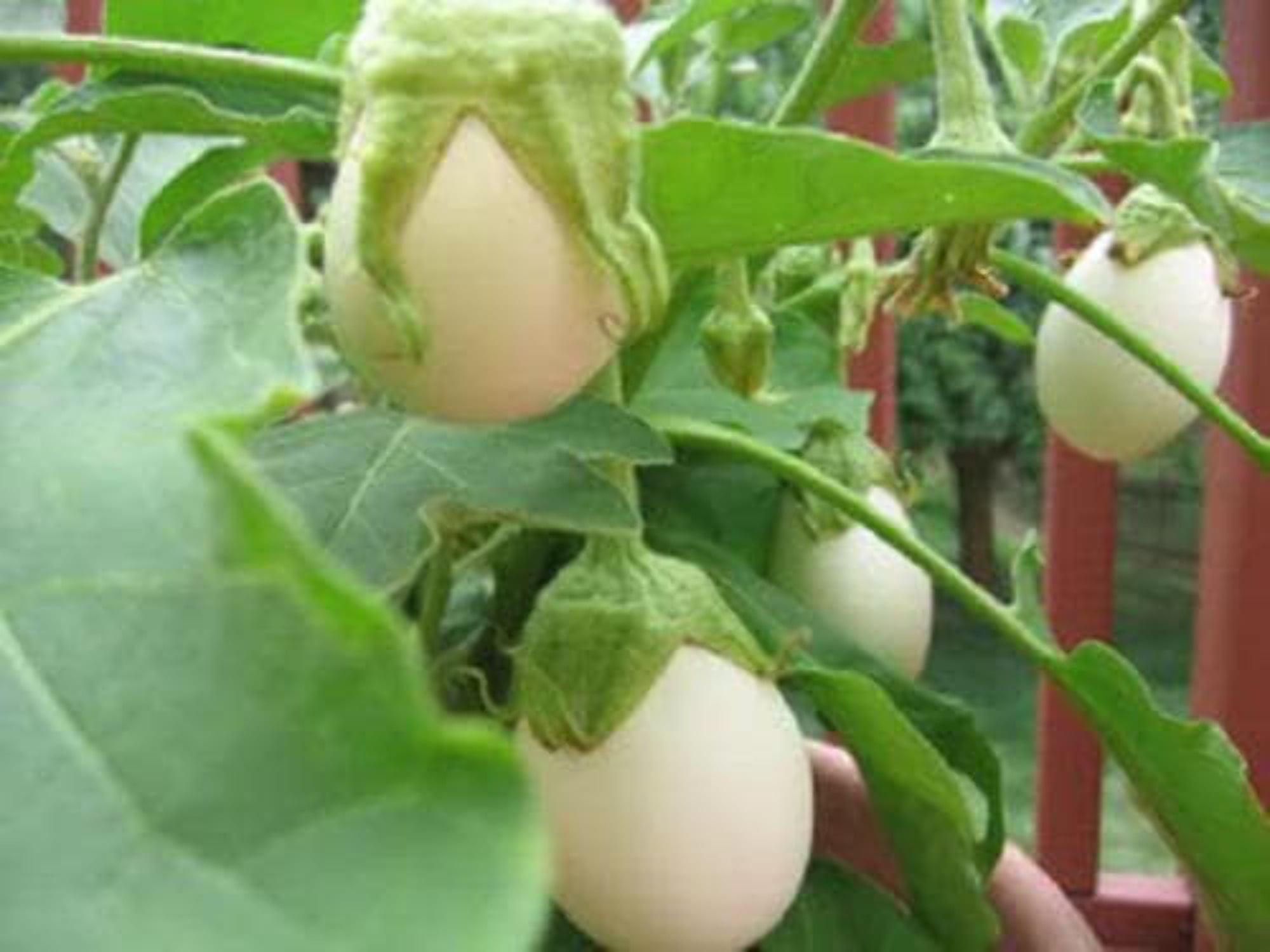 30 EASTER EGG PLANT (Easter Eggplant / Ornamental Eggplant / Nest Egg