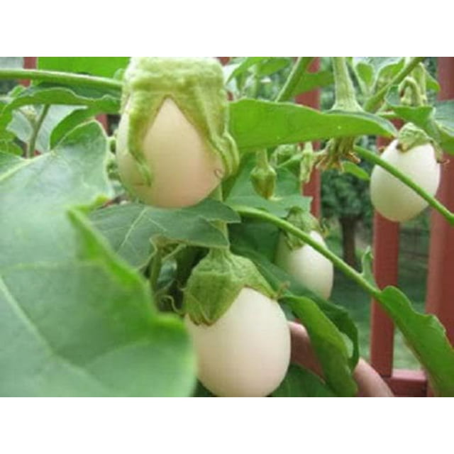 30 EASTER EGG PLANT (Easter Eggplant / Ornamental Eggplant / Nest Egg