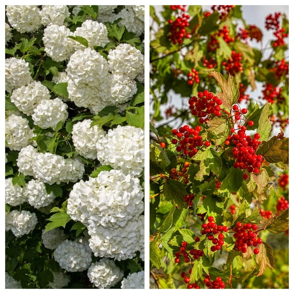30 EUROPEAN CRANBERRY / SNOWBALL Tree Guelder Rose Viburnum Opulus Red Fruit White Flower Seeds