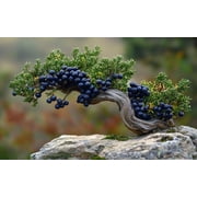 30 Eastern Red Cedar Bonsai Tree Seeds for Planting - Juniperus communis