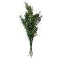 thumbnail image 1 of 30" Emerald Preserved Ruscus 5.25 oz., 1 of 2