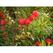 30 English Yew Tree Seeds - Taxus baccata - Evergreen Tree with Bright Red Fruits