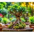 thumbnail image 1 of 30 Ficus Benjamina Bonsai Tree Seeds for Planting, 1 of 1