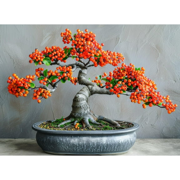 30 Firethorn Bonsai Tree Seeds for Planting
