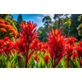 thumbnail image 1 of 30 Flame Lily Seeds for Planting - Doryanthes excelsa, 1 of 1