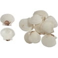 thumbnail image 1 of 30 Florida White Scallop Shells 1.75-2.25" (Set of 30), 1 of 1