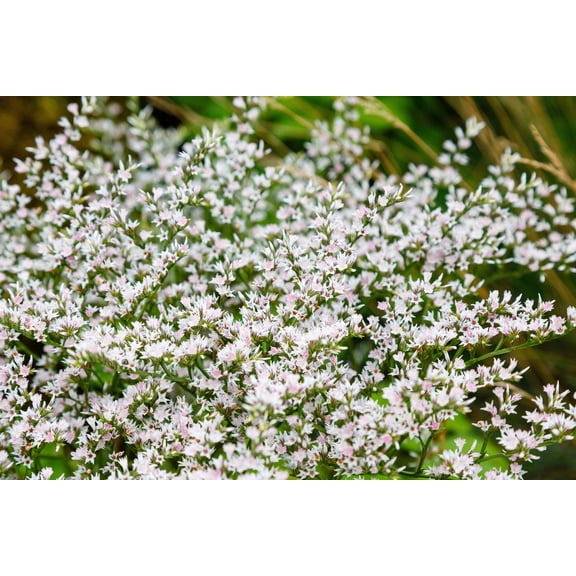 30 GERMAN STATICE White Sea Lavender Goniolimon Tataricum Limonium Flower Seeds
