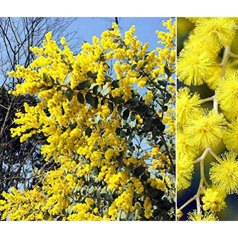 30+ Golden Mimosa Seeds Albizzia Acacia Tree Yellow Wattle Tree