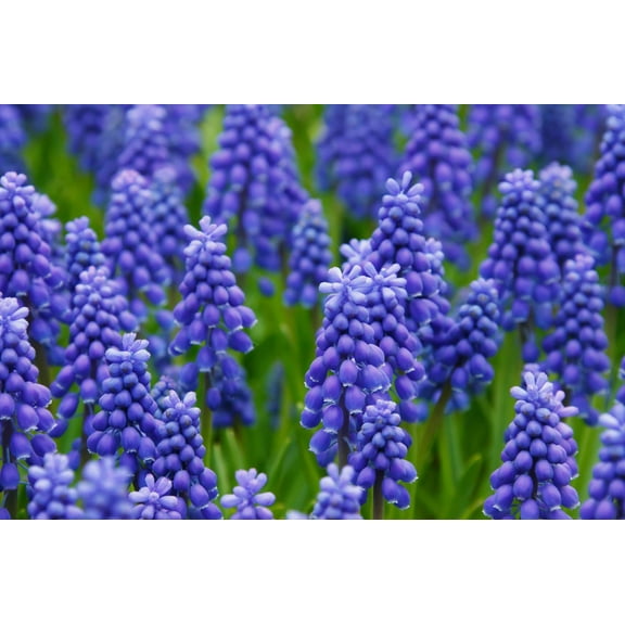 30 Grape Hyacinth Bulbs-muscari Armeniacum, Called Grape Hyacinth, Spring-Blooming Bulbs~Now Shipping, Pepennial