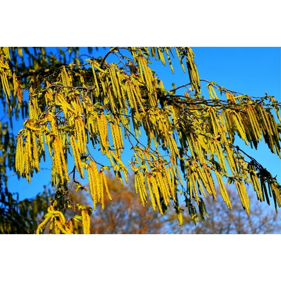 CZ Grain 30 Hazel Alder Tree Alnus Incana Rugosa Plant Seeds, Non-GMO