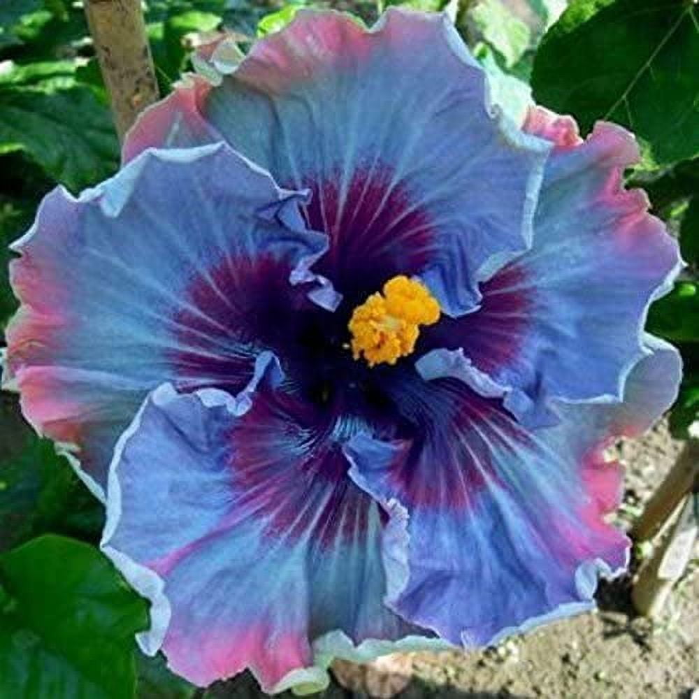 Hibiscus Seeds Lovely Stems Butterfly Seeds Strong Vitality Flower Seeds  for Indoor Planting Grows Quickly-1500 PCS,A