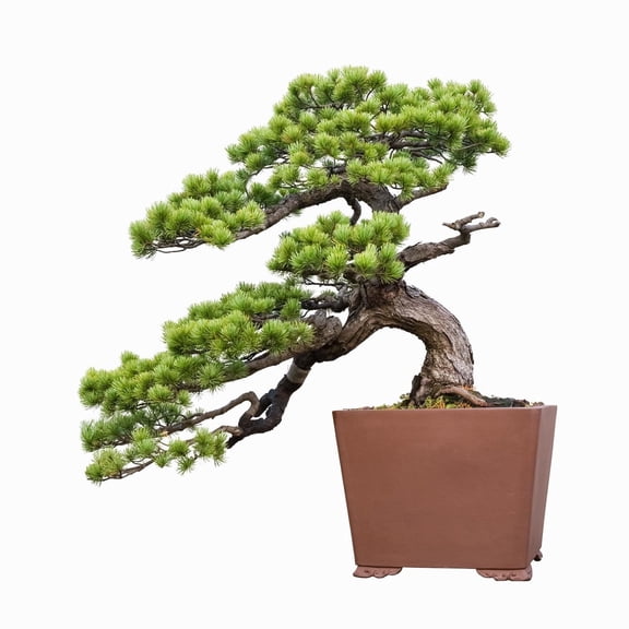 30 Japanese Red Pine Bonsai Seeds for Planting - Pinus densiflora