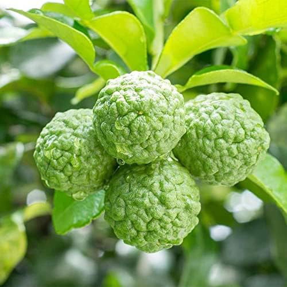 30 Kaffir Lime Seeds, Makrut Lime, Citrus Hystrix Seeds Premium Non