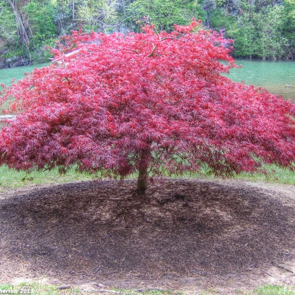 30 Lace Leaf Japanese Maple Japanese Maple Laceleaf Maple Tree