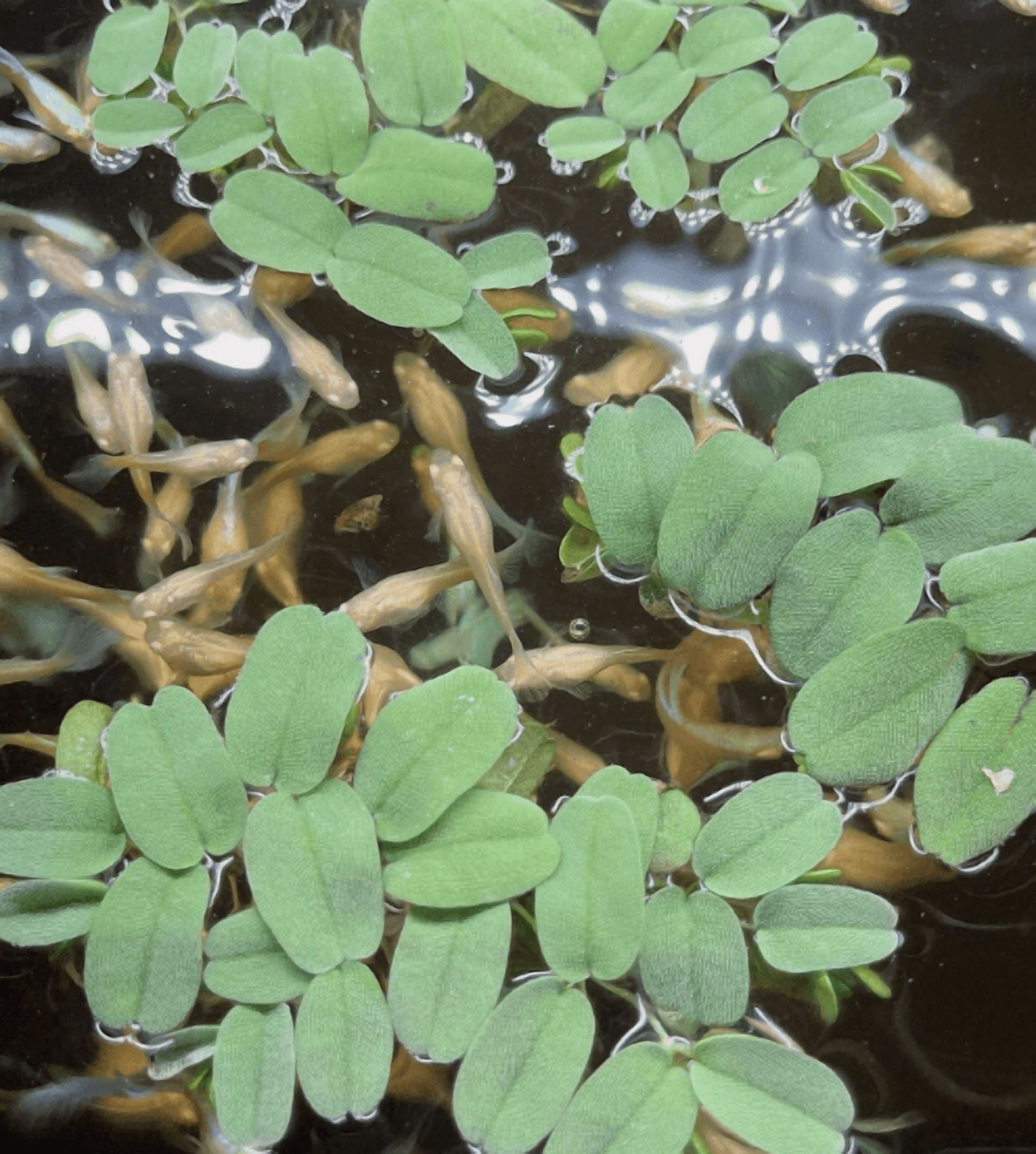 30+ Leaves Salvinia oblongifolia Live Aquarium Floating Plant | Easy Care | Natural Fish Tank Plant