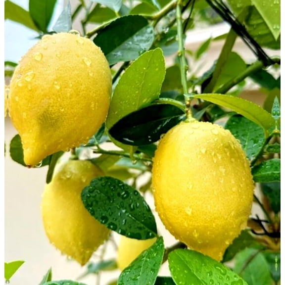 30 Lemon Seeds for Planting Non-GMO Heirloom and Organic High Survival Rate Delicious Fruit Citrus Fruit