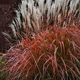 30+ MISCANTHUS Flame Grass Ornamental Grass/Hardy Perennial