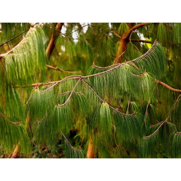 30 Mexican WEEPING PINE TREE Evergreen Pinus Patula Seeds