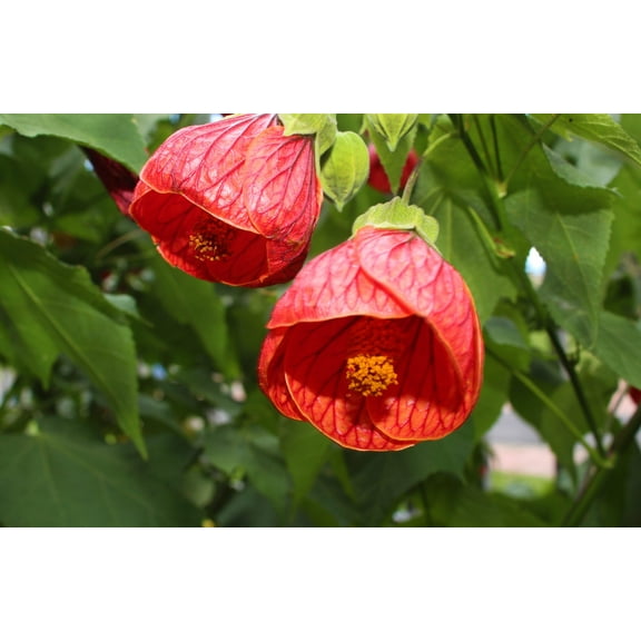 30 Mixed Colors FLOWERING MAPLE (Chinese Bell Flower) Abutilon Hybridum Shrub Bush Small Tree Seeds