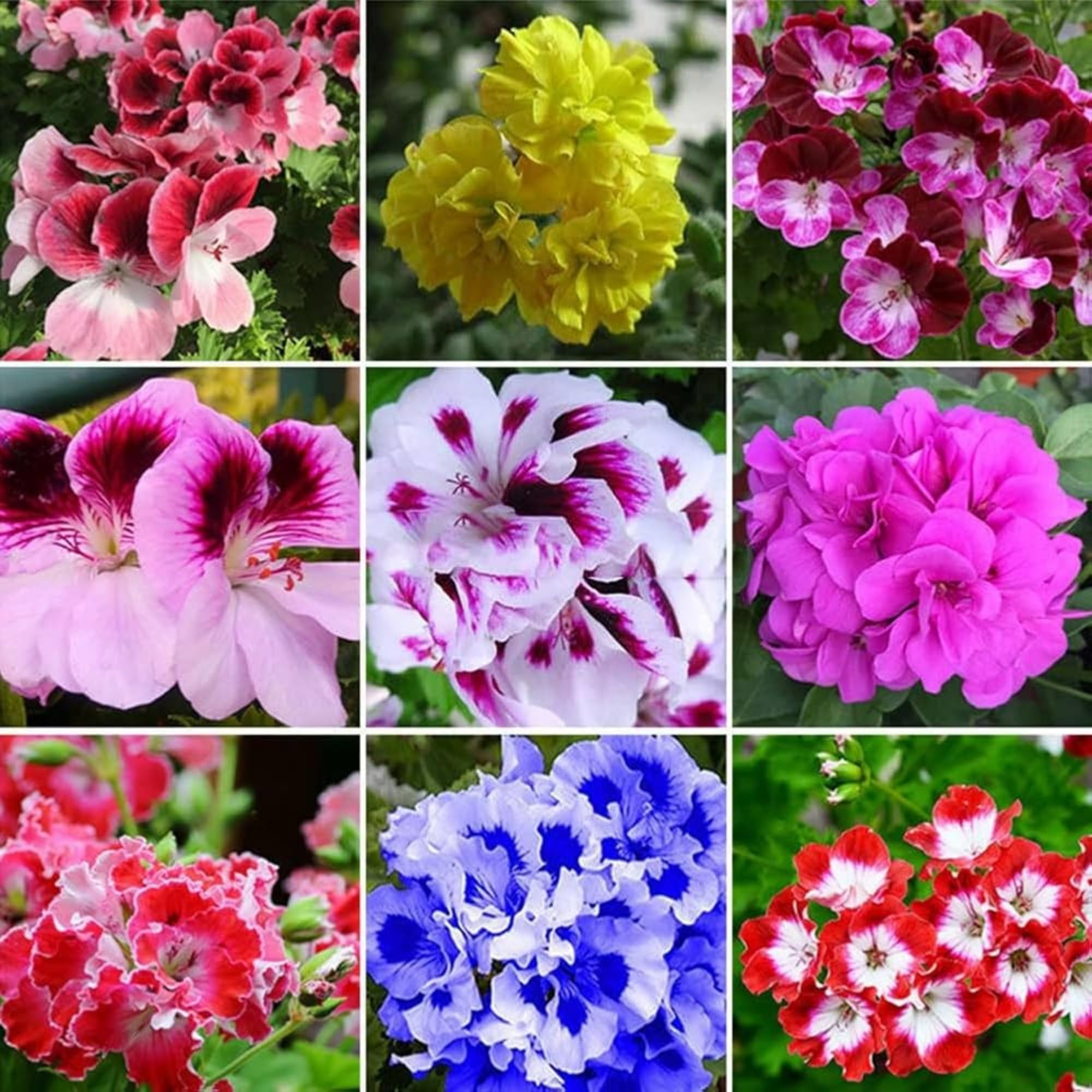 30+ Mixed Geranium Seeds Perennial Bloom Flower MHD1Geranium Flower ...