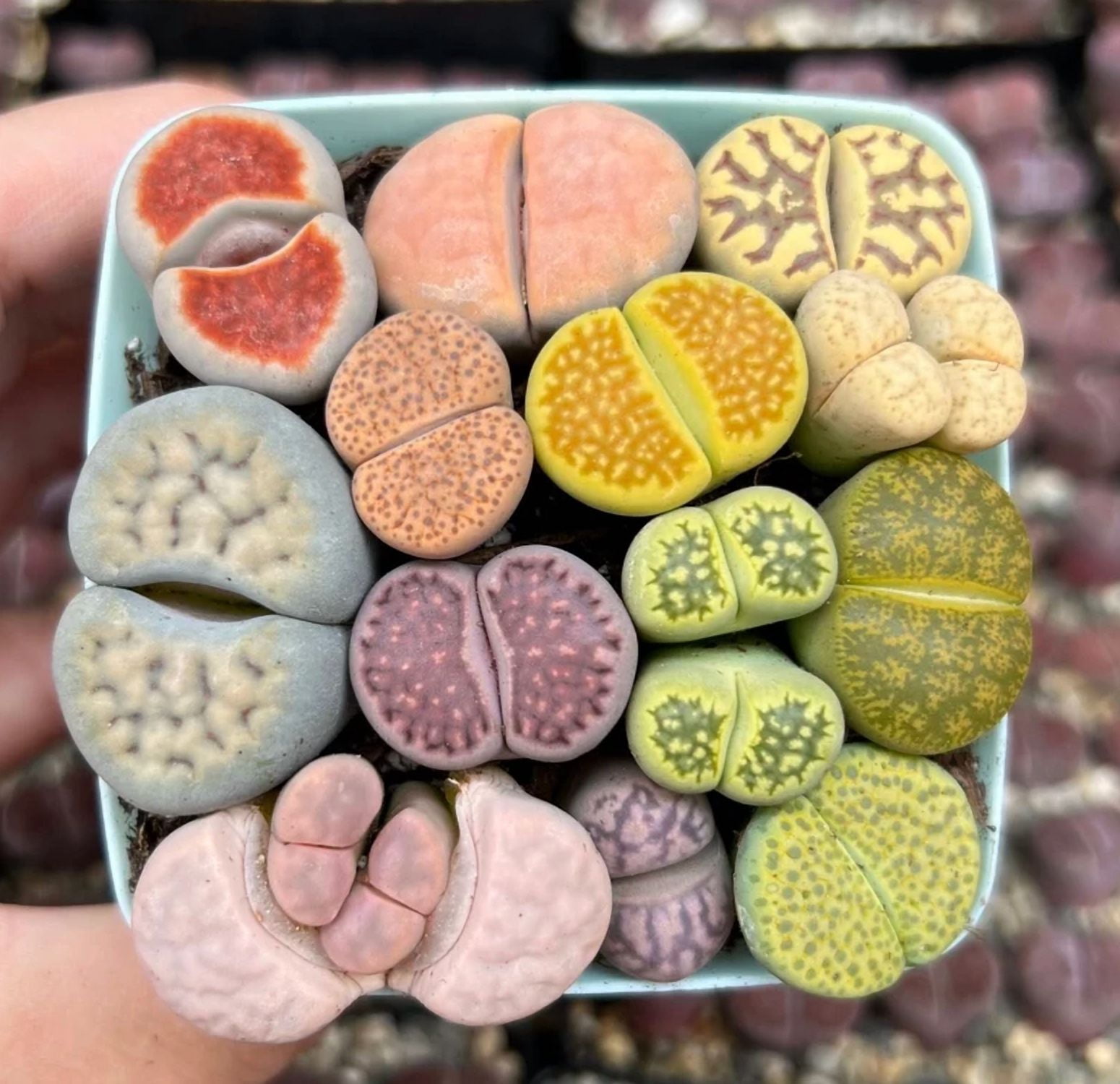 30 Mixed Lithops Live Plants Colorful Living Stones Seedlings Pebble Plants Bare Root Without Pot Soil, Garden Indoor, Plant Lover Gifts
