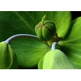 thumbnail image 1 of 30 Mole Plant Seeds - Euphorbia lathyris - Caper Spurge, 1 of 3