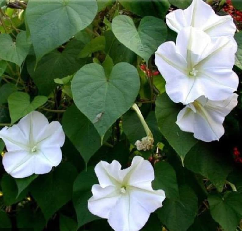 30 Morning Glory Seeds - Authentic Perennial Flowers - Fast Growing, Self-Pollinating - Ideal for Summer/Early Fall Planting - Enhance Your Garden with Vibrant Blooms
