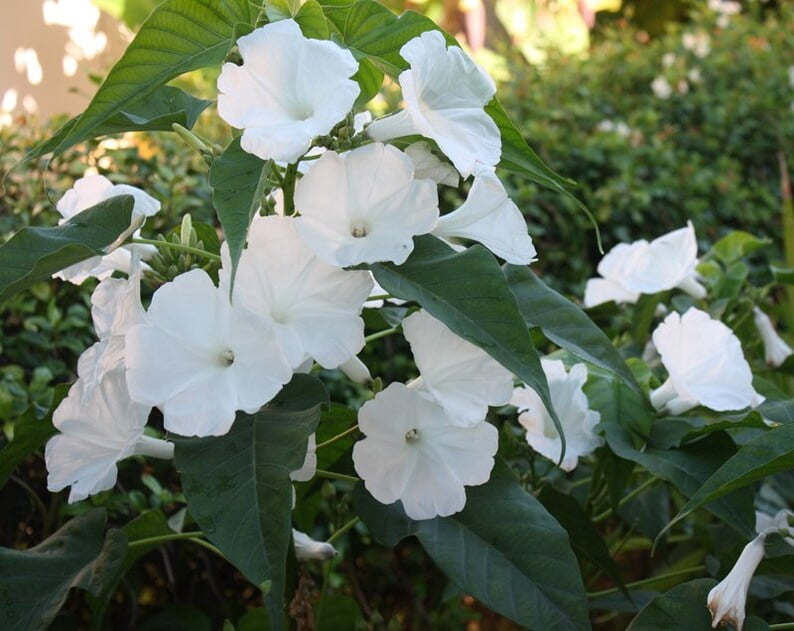 30 Morning Glory Seeds - Perennial Flowers -, Self-Pollinating - for Summer/Early Fall Planting - Enhance Your Garden with Blooms
