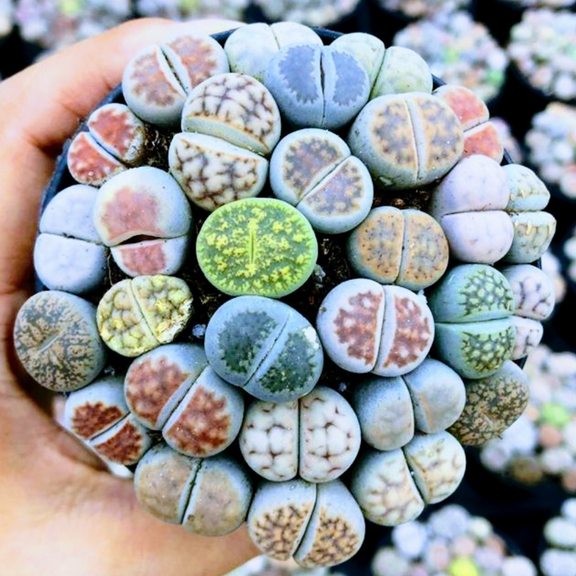 30 Multicolor Lithops Live Plants, Mix Lithops Succulents Plants Live, Rocks Living Stones Indoor Outdoor Home Garden