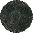 thumbnail image 1 of 30"OD x 1 1/4"P Nexus Ceiling Medallion (Fits Canopies up to 2 3/4"), Hand-Painted Painted Turtle Crackle, 1 of 5